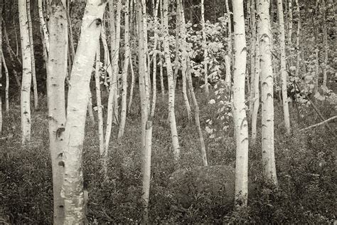 Acadia Birch Trees Photograph By Michael Hudson Fine Art America