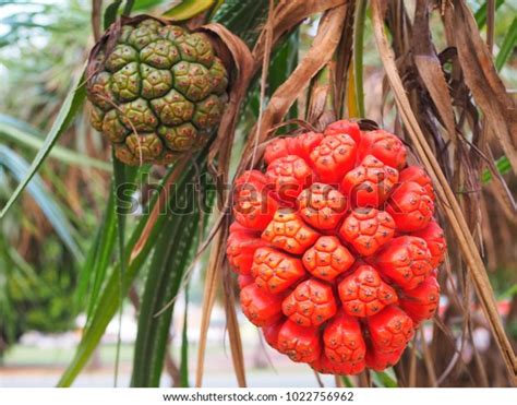 3,603 Pandanus Fruit Stock Photos, Images & Photography | Shutterstock