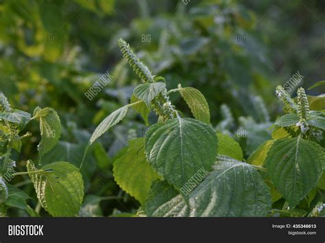 Perilla Frutescens Image Photo Free Trial Bigstock