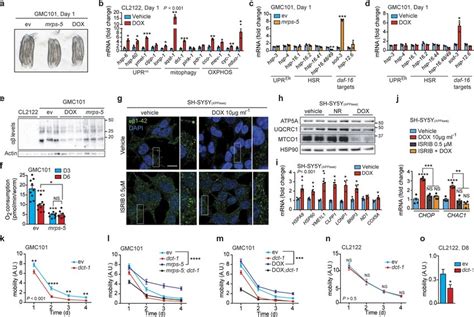 Effects Of The Inhibition Of Mitochondrial Translation And Mitophagy In