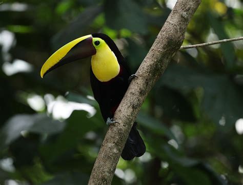 100,000+ Free Toucan Bird & Toucan Images - Pixabay