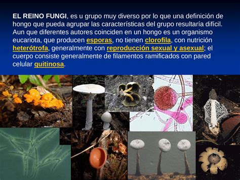 Reino Fungi Concepto Tipos Ejemplos Y Caracter Sticas | The Best Porn ...