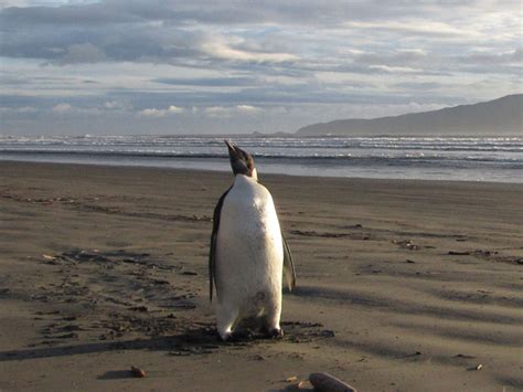 Half of emperor penguins could be 'wiped out by end of the century' due