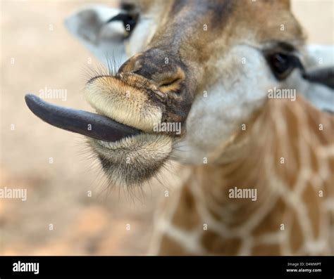 close up of giraffe with funny tongue Stock Photo - Alamy