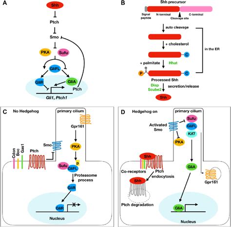 Overview Of The Shh Signaling Pathway A A Simplified Schematic Of