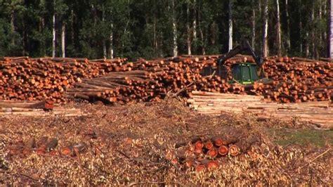 Uruguay Es De Lo Mejor Para Invertir En Forestal Servicio De Prensa