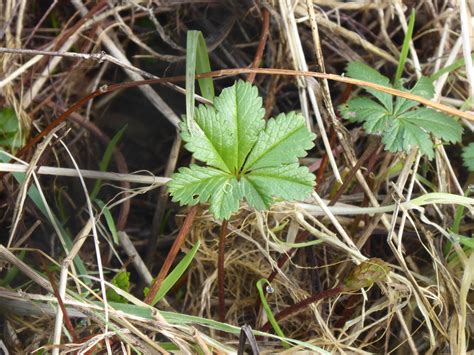 Creeping cinquefoil (Potentilla reptans) - A Year in the Valley