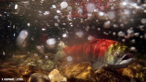 Petition · Remove Salmon Killing Dams In The Pacific Northwests Snake