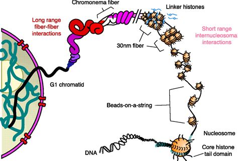 Chromatin Higher Order Folding Wrapping Up Transcription Science