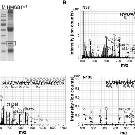 Lc Msms Analysis Of Hmgb1 N Glycosylation A Hek293t Cells