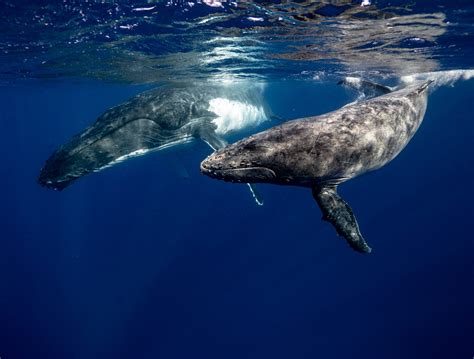 El Apetito De Las Ballenas Es Mucho Mayor De Lo Que Se Cre A Y Esencial