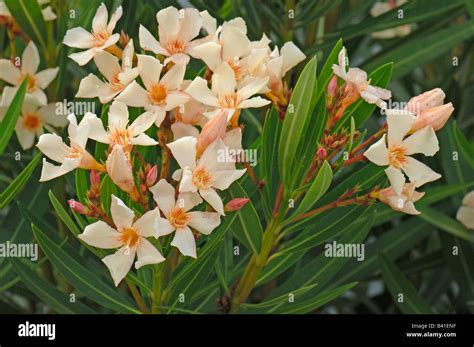 Oleandro Nerium Oleander Variet Angiolini Pucci Fioritura Foto Stock