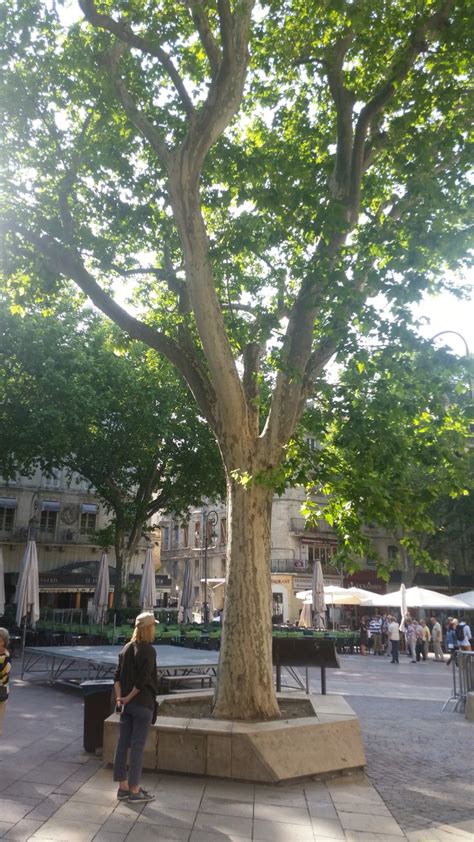 Sycamore Tree In Avignon France Approx 200 Years Old