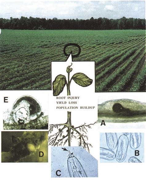 Seedling And Root Diseases Of Soybean Oklahoma State University