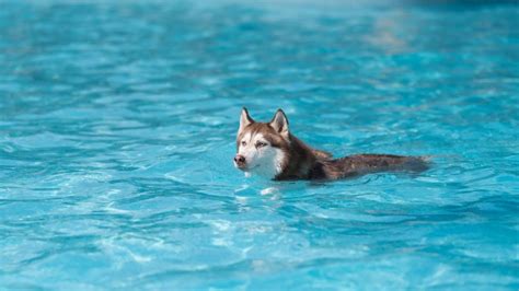 Can Huskies Swim A Few Things You Should Know Siberian Husky Training