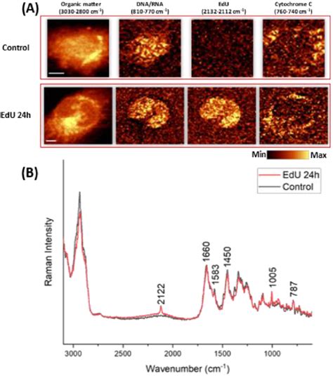 Live Cell Raman Imaging Of EdU Tagged HMEC 1 A Raman Images Of