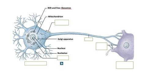 Anatomy Of A Multipolar Neuron Labeling Diagram Quizlet