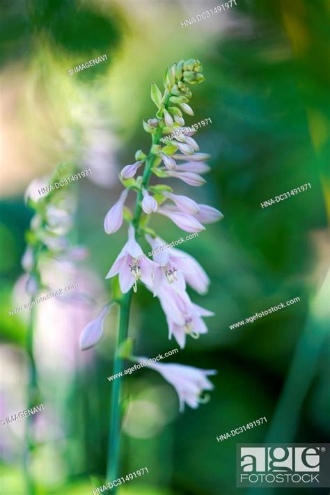 Plantain lily, Stock Photo, Picture And Royalty Free Image. Pic. HNA ...