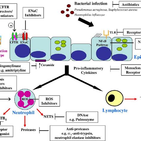 IL 17 Induced Neutrophil Recruitment In CF Production Of Interleukin