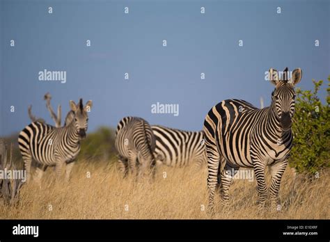 Plains Zebra Hi Res Stock Photography And Images Alamy