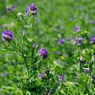 Alfalfa Gea Kg Lucerne Medicago Sativa Benih Garden Seeds