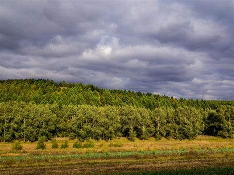 Grassland Biome and Types of Grassland Biomes - Conserve Energy Future