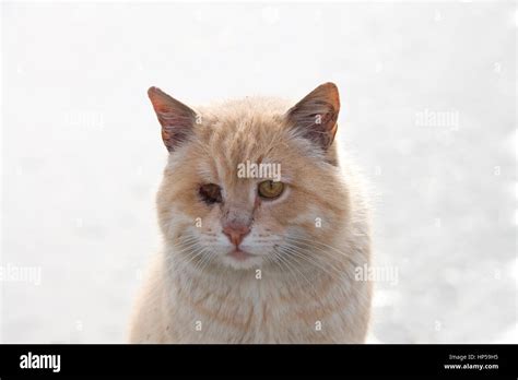 Portrait Of An Orange Diluted Ginger Tabby Stray One Eye Missing