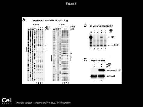 Transcriptional Regulation by p53 through Intrinsic DNA/Chromatin ...