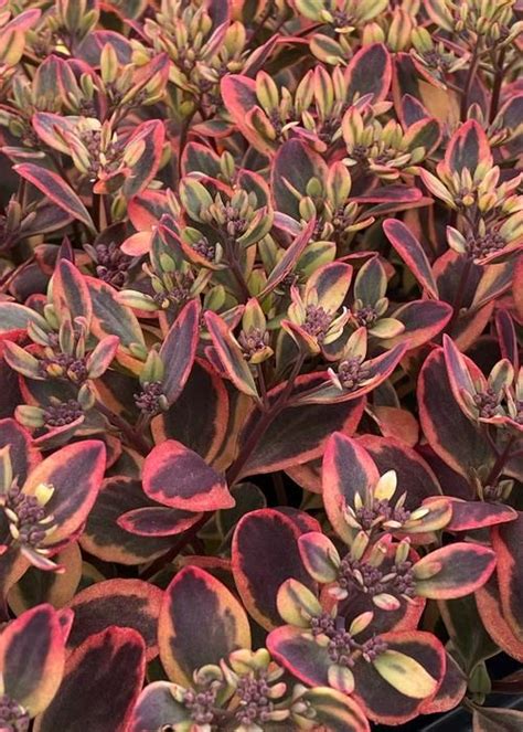 Sedum Sunsparklers Dazzling Dynamite Rocky Dale Gardens Plant Catalog