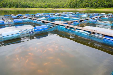 La calidad del agua en la producción de peces