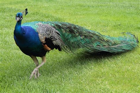Pauw Vogel Gevederte Decoratieve Gratis Foto Op Pixabay Pixabay