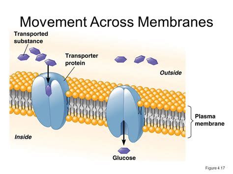 Outer membrane permeability and antibiotic resistance