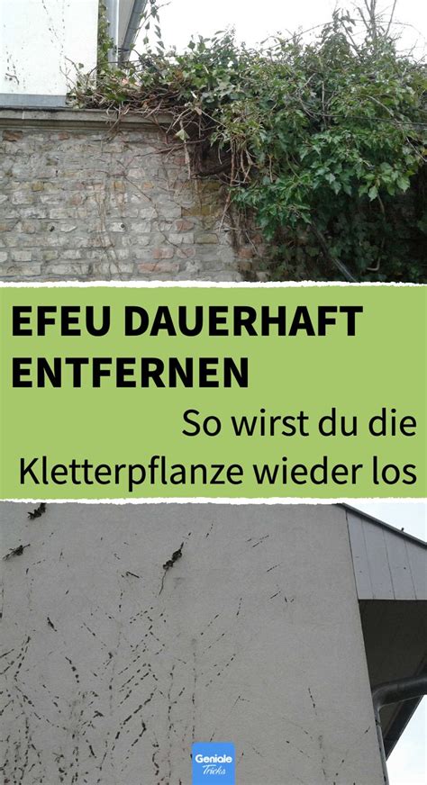 Efeu Entfernen So Wirst Du Ihn Dauerhaft Los Pflanzen Garten