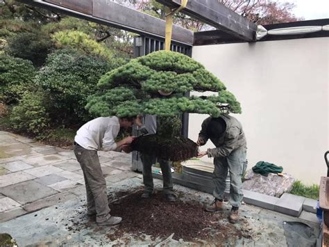 The famous 400 year old Yamaki tree is being repotted. : Bonsai