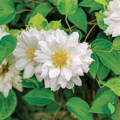Clematis 'Duchess of Edinburgh' - DeGroot