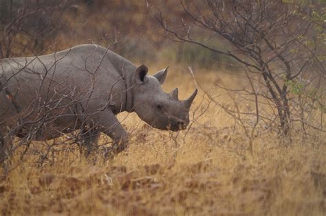 Help Protect Free-Roaming Black Rhino in Namibia - GlobalGiving