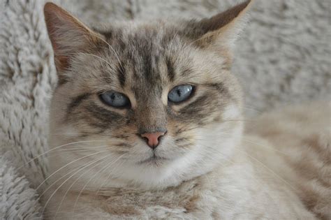 Головы котиков - картинки и фото koshka.top