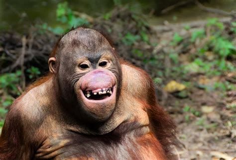 Funny Smile Orangutan Monkey Portrait Editorial Stock Photo - Image of ...