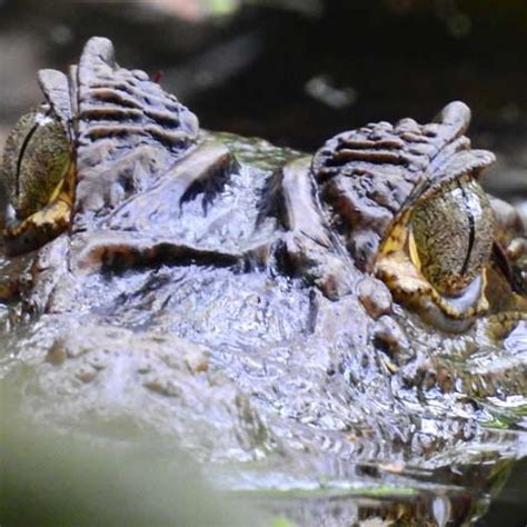 Conoce Mas De Costa Rica En Caminatas Naturalistas Costa Rica Te Enamora