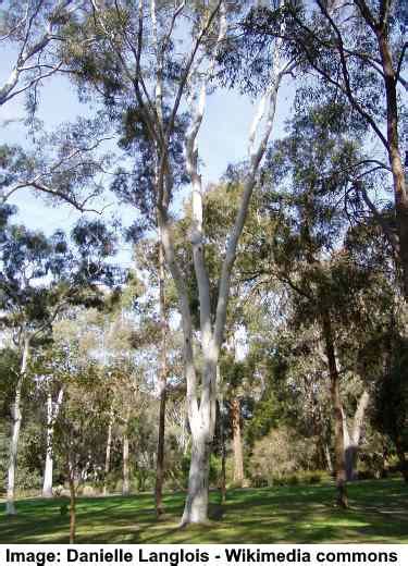 Types Of Eucalyptus Trees Leaves Flowers Bark Identification Guide