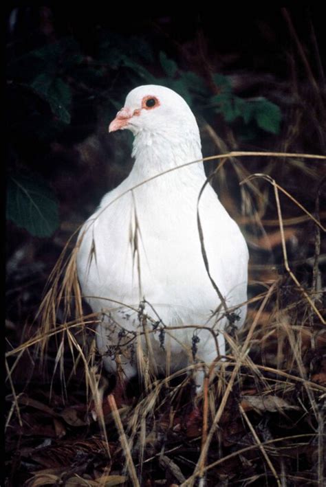 Free Picture Gray Dove Bird Head