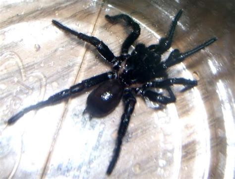 Trapdoor Spider Texas How To Identify A Trapdoor Spider 9 Steps With