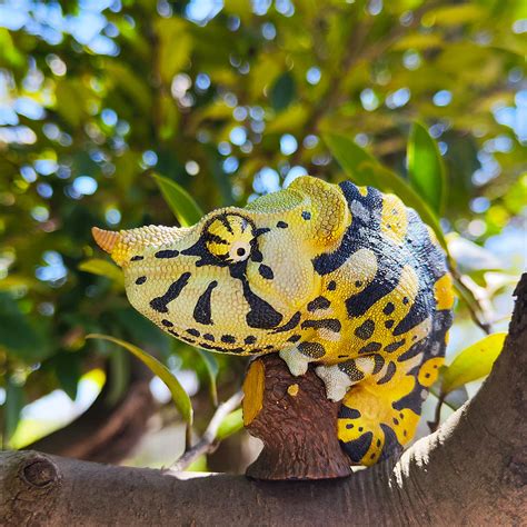 ahb series  trioceros melleri mellers chameleon chameleon ifidea