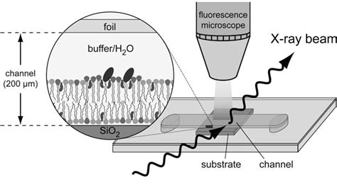 Figure 1 From Asymmetric Structural Features In Single Supported Lipid