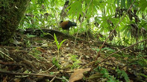 Rare bird not seen since 1882 captured on video | CTV News