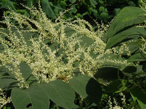 Japanese Knotweed Aka Japanese Bamboo Mexican Bamboo Fl Flickr