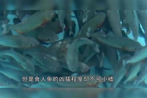 老外养了150条食人鱼，将它们饿6天后自己跳下去，下一幕众人傻眼