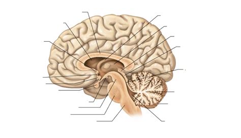 Midsagittal Section Of The Brain Showing The Brainstem Diagram Quizlet