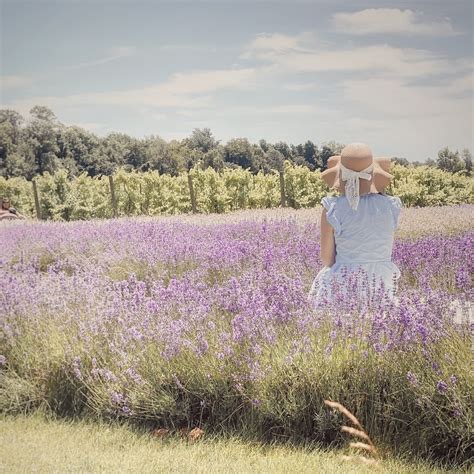 Lavender Field – Bonnieheath Estate