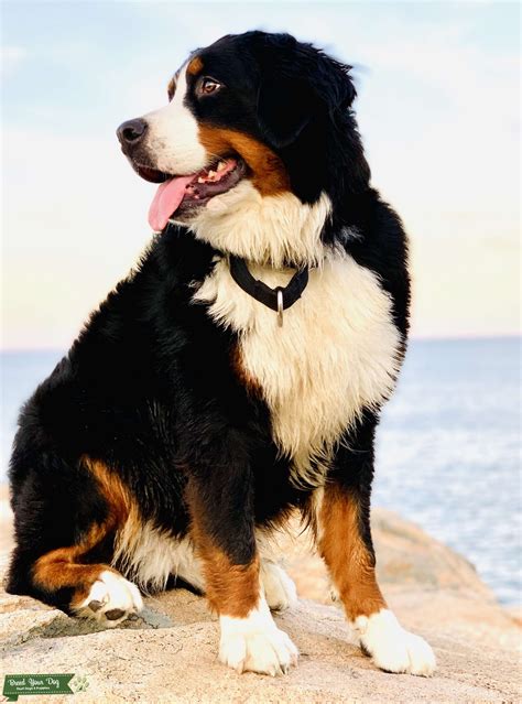 Female Bernese Mountain Dog Ready To Breed - Stud Dog in Attleboro, MA